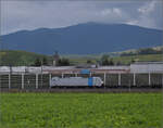 6-186-br-186-traxx-ms2e/865299/markgraefler-land-vor-dem-fall-der Markgrfler Land vor dem Fall der Bltter.

186 101 der Railpool in Auggen. Oktober 2024.