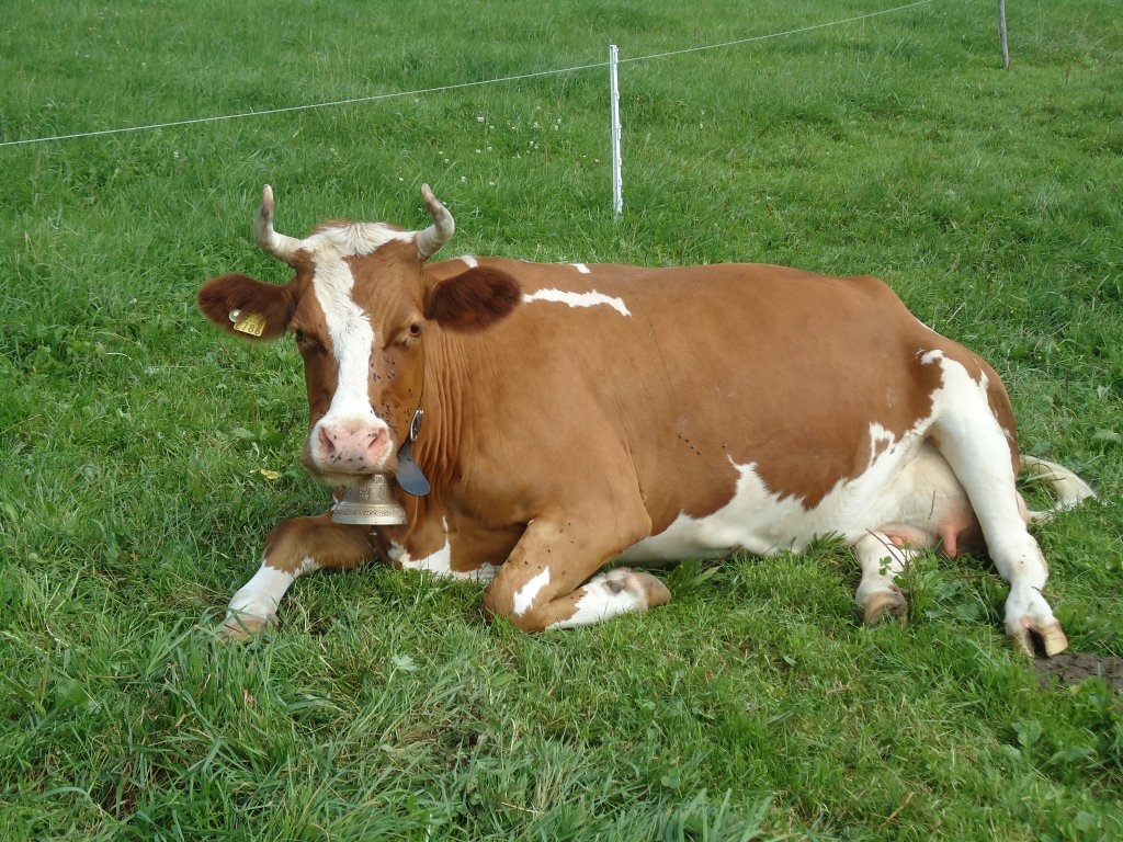 (129'276) - Simmentaler-Kuh in Wachseldorn am 4. September 2010