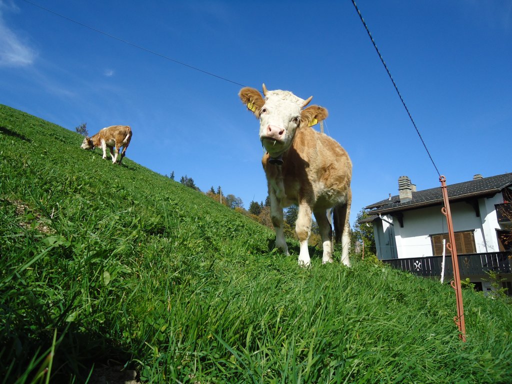 (130'375) - Ein gwundriges Guschti auf dem Mhleport bei Adelboden am 11. Oktober 2010