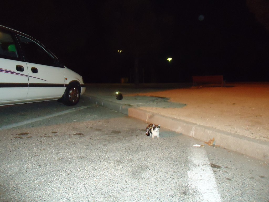 (130'486) - Halbwilde Katzen auf einer Autobahnraststtte in Frankreich am 14. Oktober 2010
