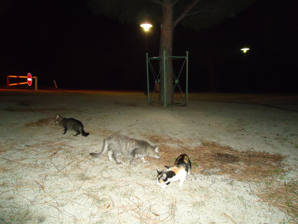 (130'487) - Halbwilde Katzen auf einer Autobahnraststtte in Frankreich am 14. Oktober 2010