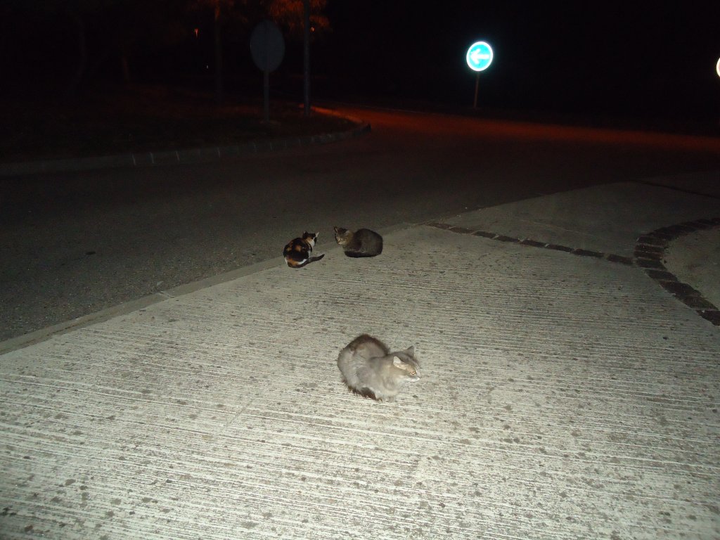 (130'488) - Halbwilde Katzen auf einer Autobahnraststtte in Frankreich am 14. Oktober 2010