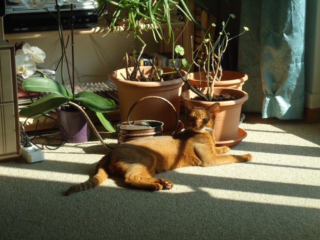 (132'771) - Katze sonnt sich in der Stube am 8. Mrz 2011