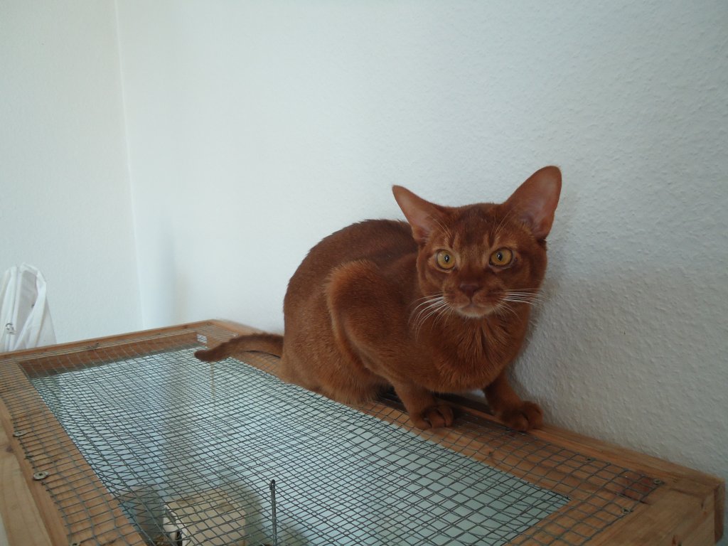 (132'777) - Die Katze auf dem Hamsterkfig am 8. Mrz 2011