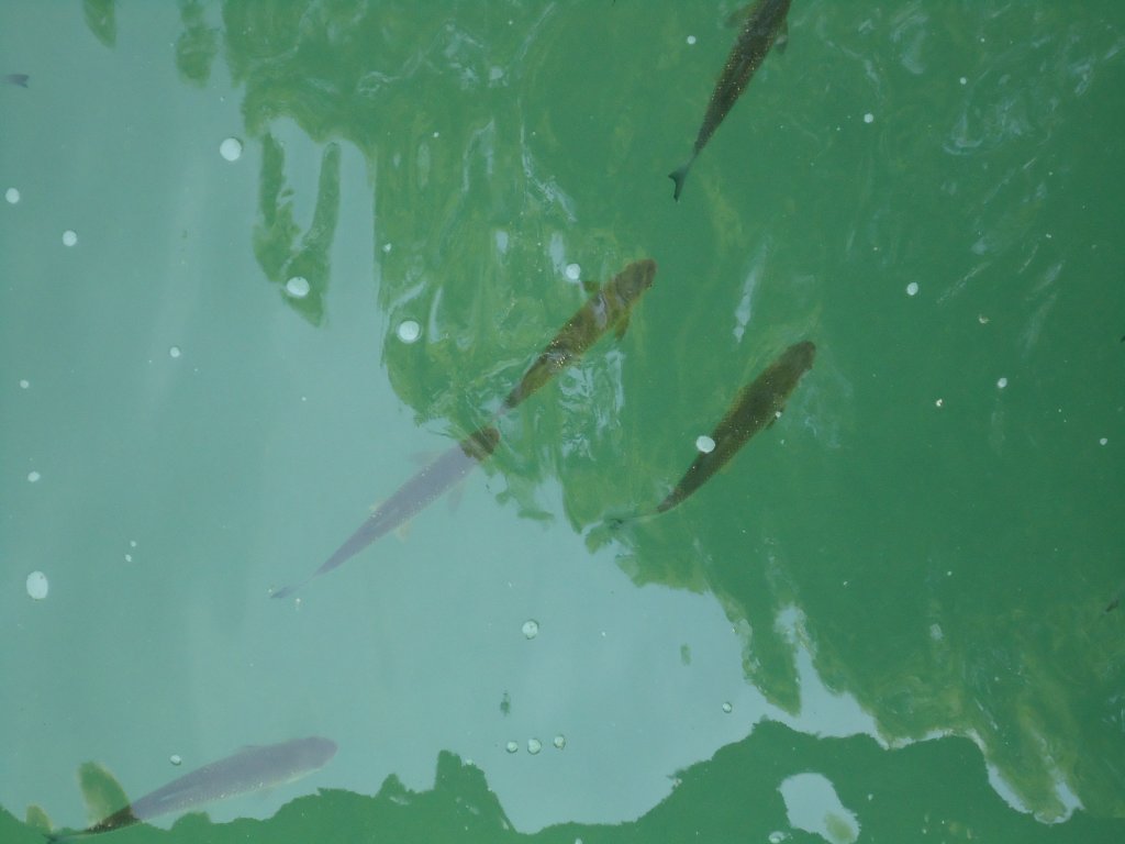 (133'793) - Fische am Rheinfall am 23. Mai 2011