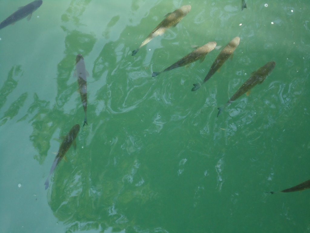 (133'794) - Fische am Rheinfall am 23. Mai 2011