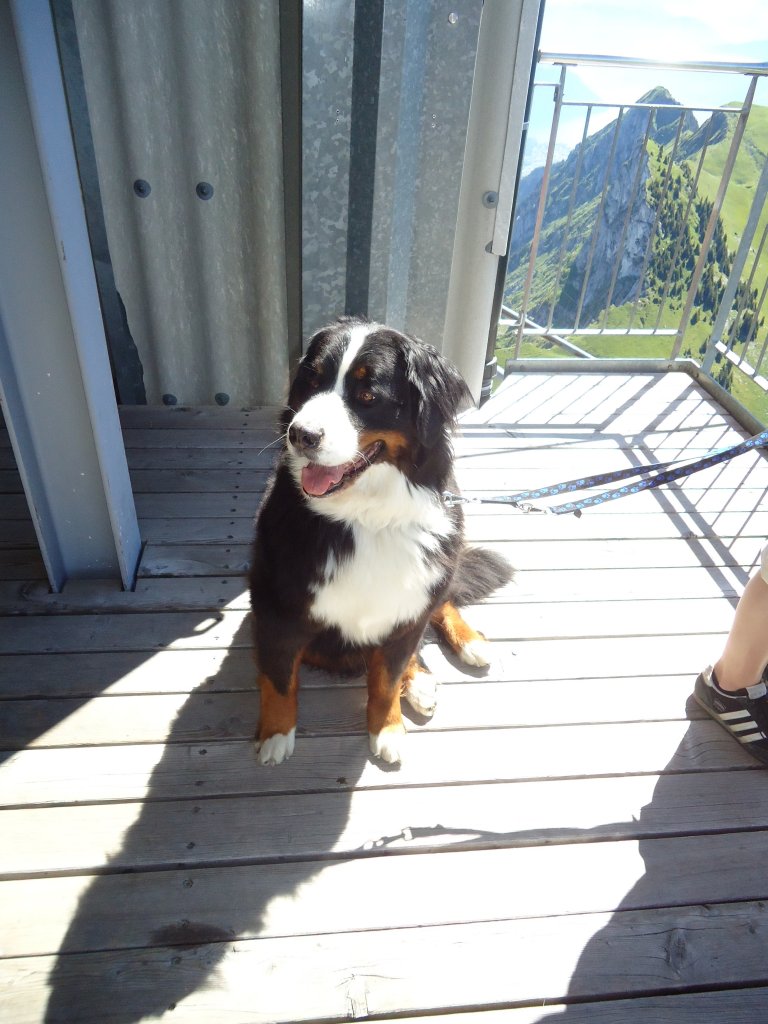 (134'430) - Hndin Goya auf dem Stockhorn am 26. Juni 2011