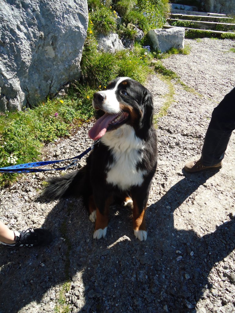 (134'434) - Hndin Goya auf dem Stockhorn am 26. Juni 2011