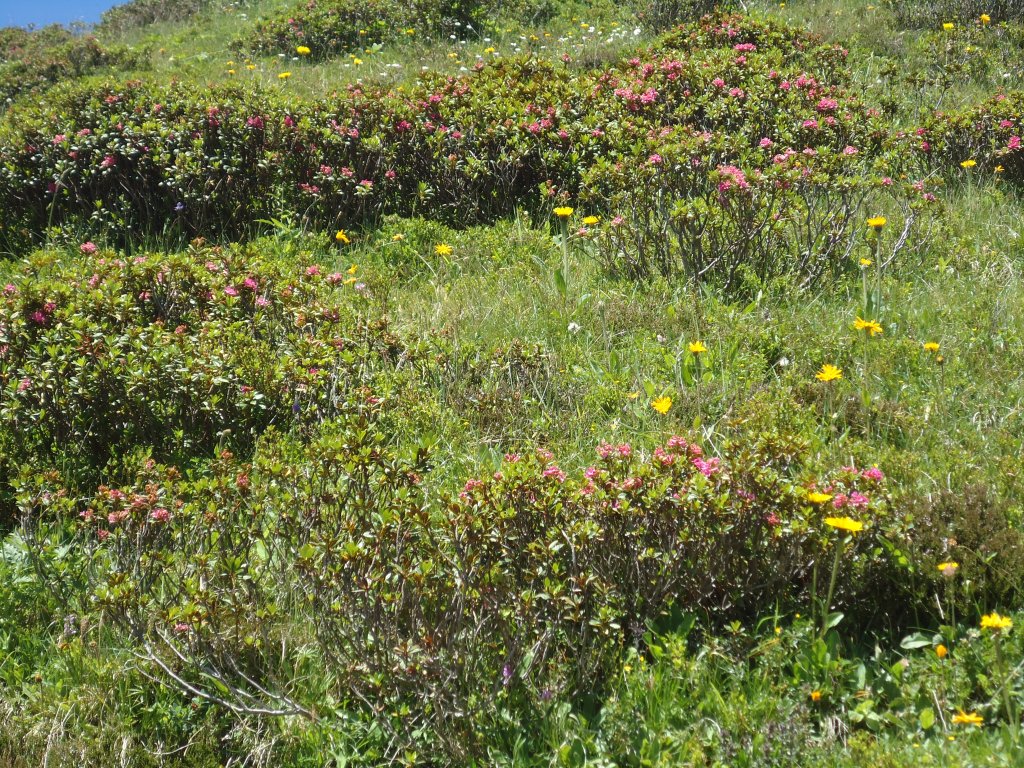 (134'693) - Alpenflora im Bachlger bei Grindelwald am 3. Juli 2011