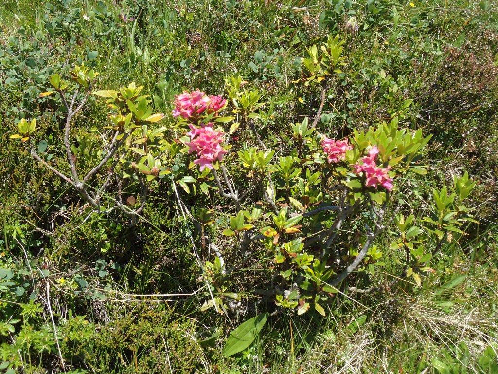 (134'696) - Alpenflora im Bachlger bei Grindelwald am 3. Juli 2011