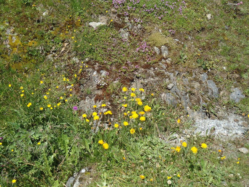 (134'698) - Alpenflora im Bachlger bei Grindelwald am 3. Juli 2011