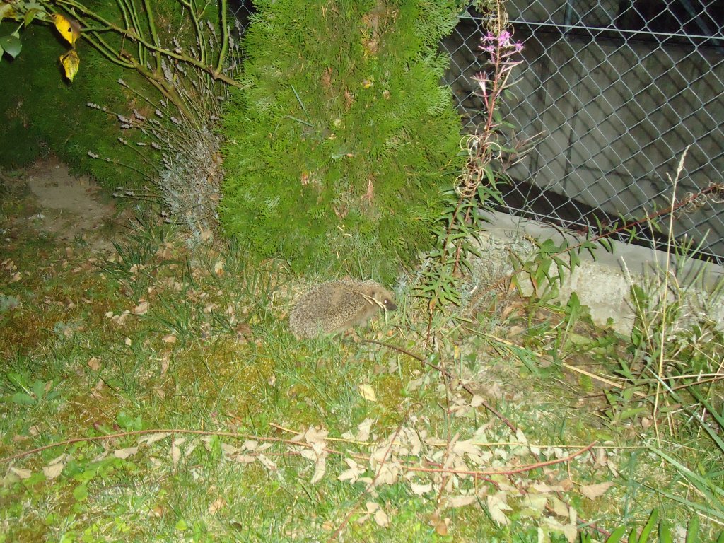 (135'453) - Ein Igel auf Besuch am 13. August 2011
