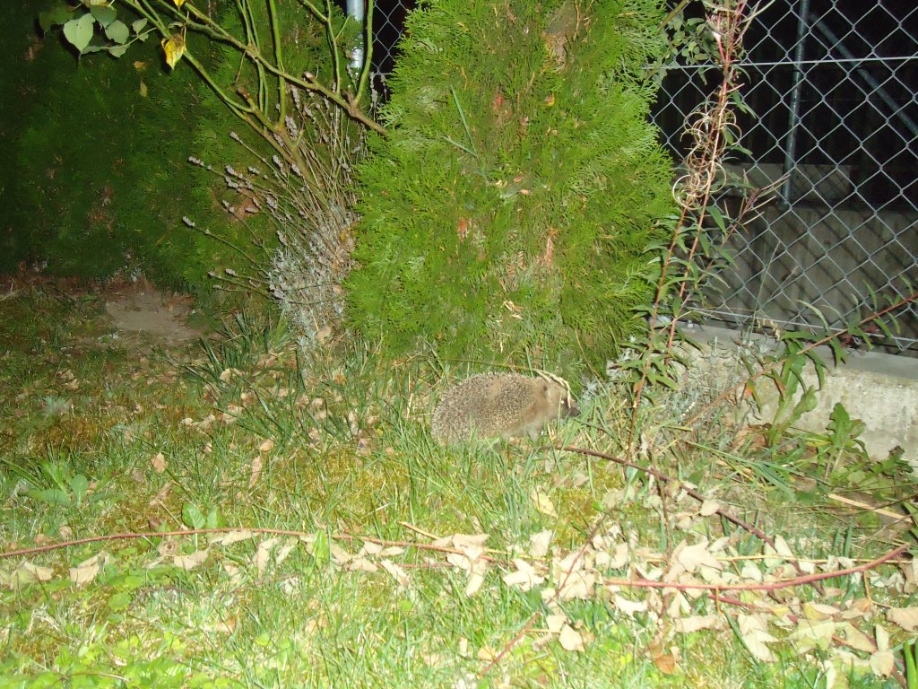 (135'454) - Ein Igel auf Besuch am 13. August 2011