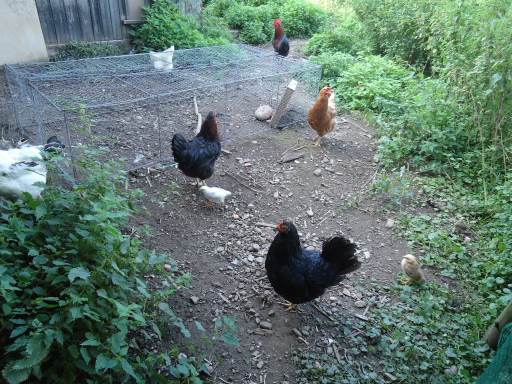 (135'533) - Glckliche Hhner auf dem Land am 18. August 2011