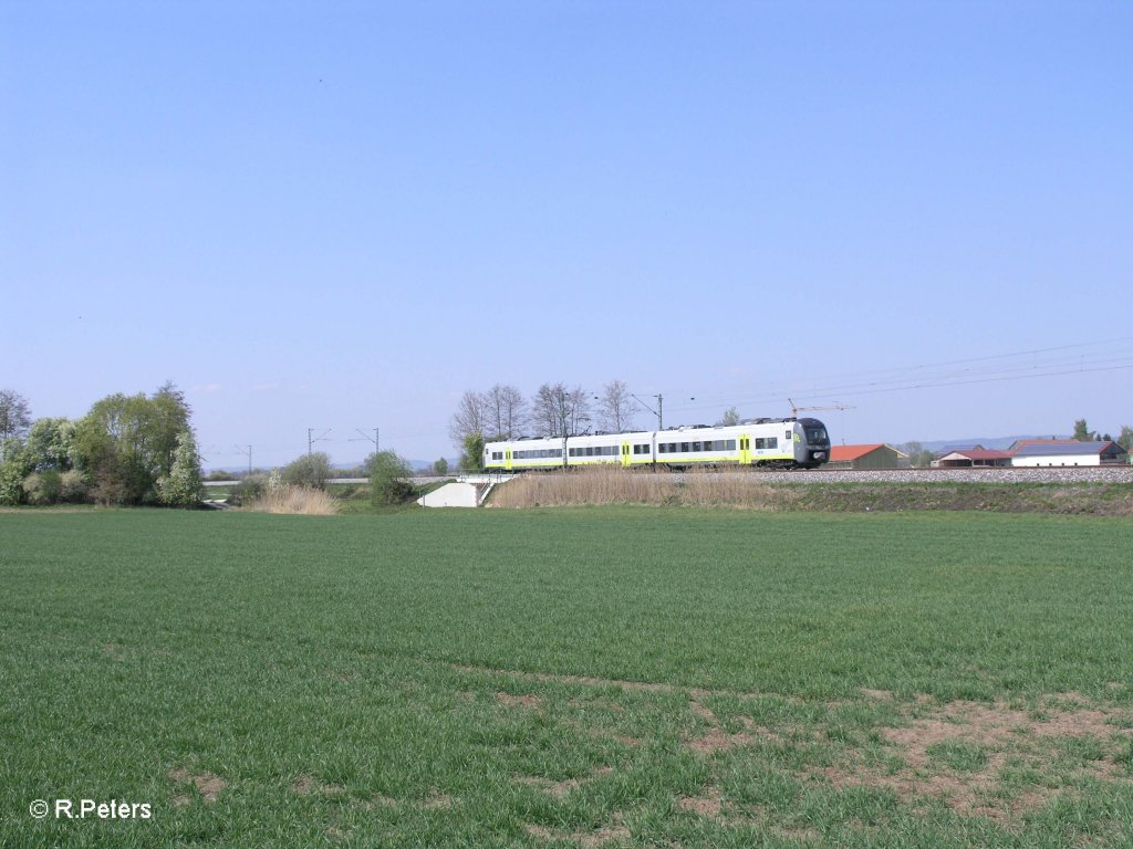 Unbekannter Agilis nach Plattling bei Moosham. 21.04.11