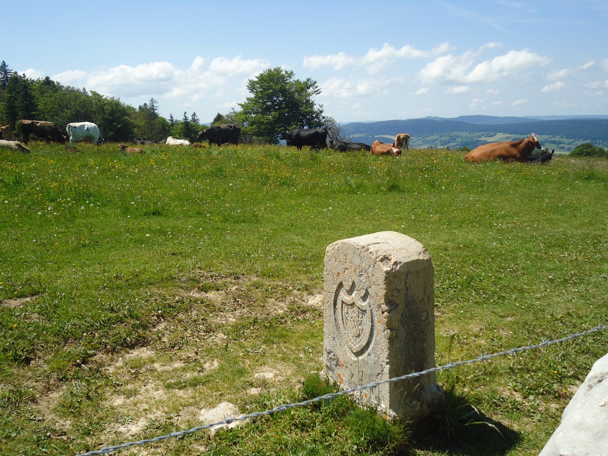 (139'860) - Grenzstein und Khe auf der Weide beim Creux du Van am 17. Juni 2012