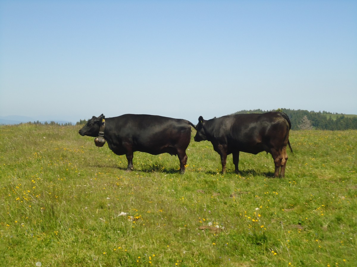 (139'873) - Khe auf der Weide beim Creux du Van am 17. Juni 2012