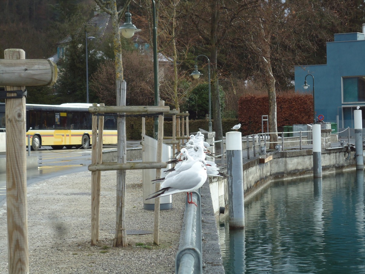 (142'527) - Mwen bei der Schifflndte in Thun am 16. Dezember 2012