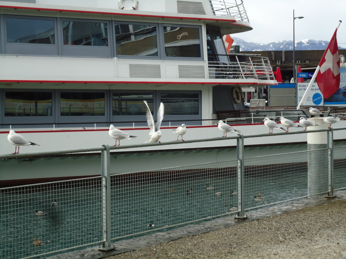 (142'530) - Mwen bei der Schifflndte in Thun am 16. Dezember 2012