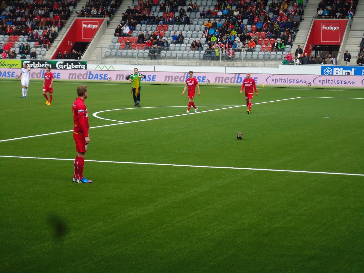 (143'873) - Ein Marder beim Spiel Thun - Zrich in der Arena Thun am 10. Mrz 2013