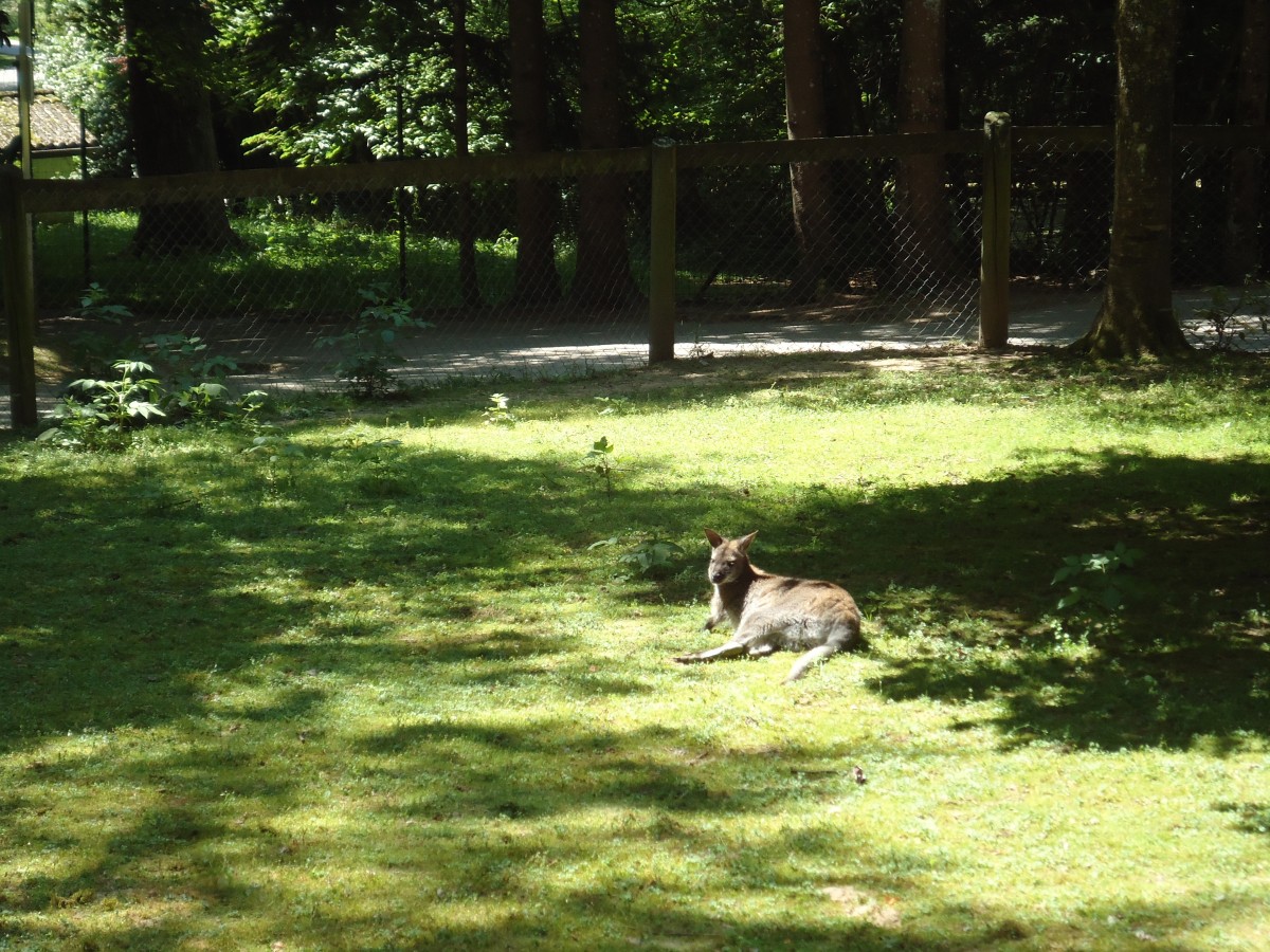 (145'745) - Knguruh im ZOO von Servion am 16. Juli 2013