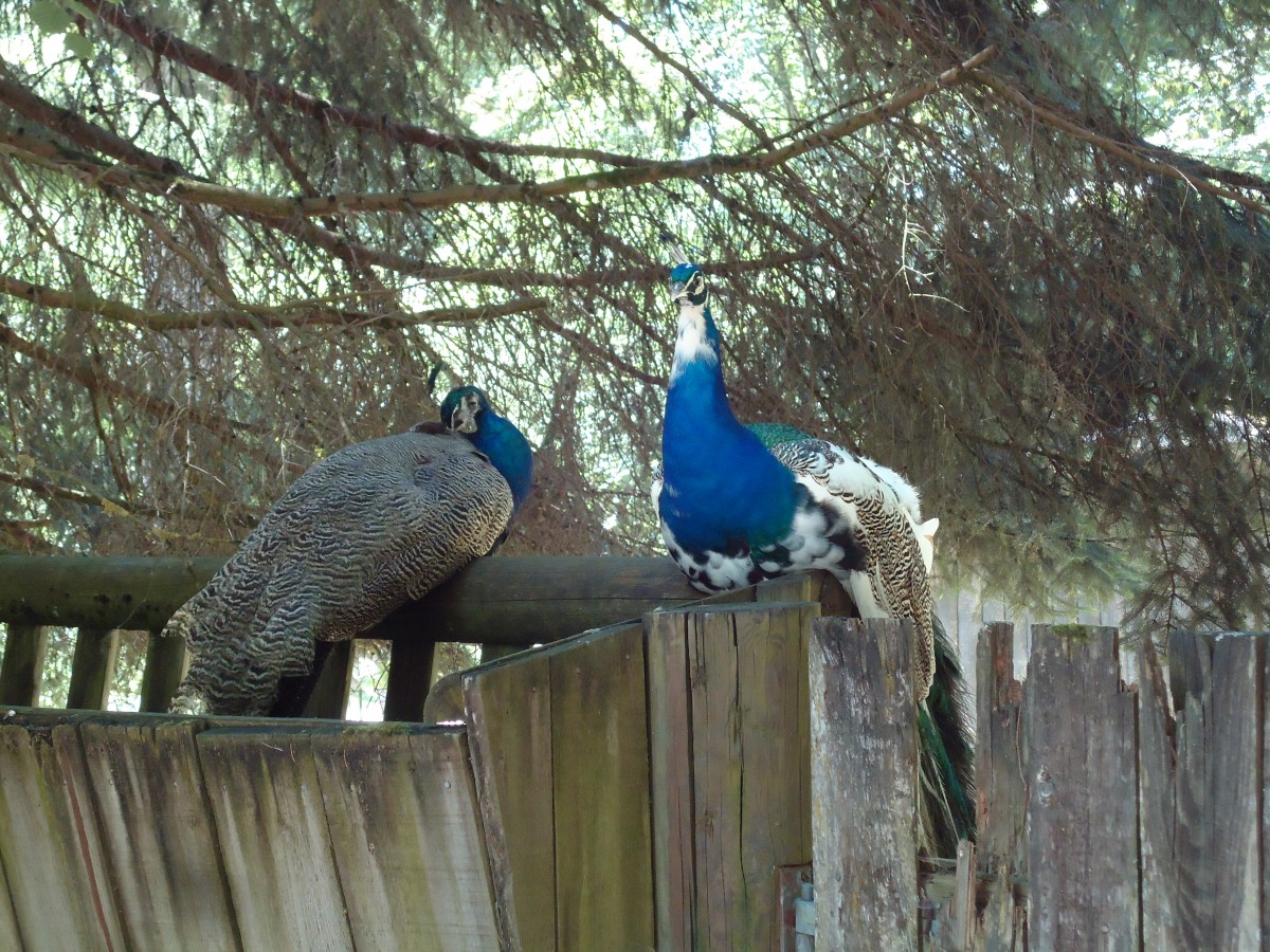 (145'763) - Pfaue im ZOO von Servion am 16. Juli 2013