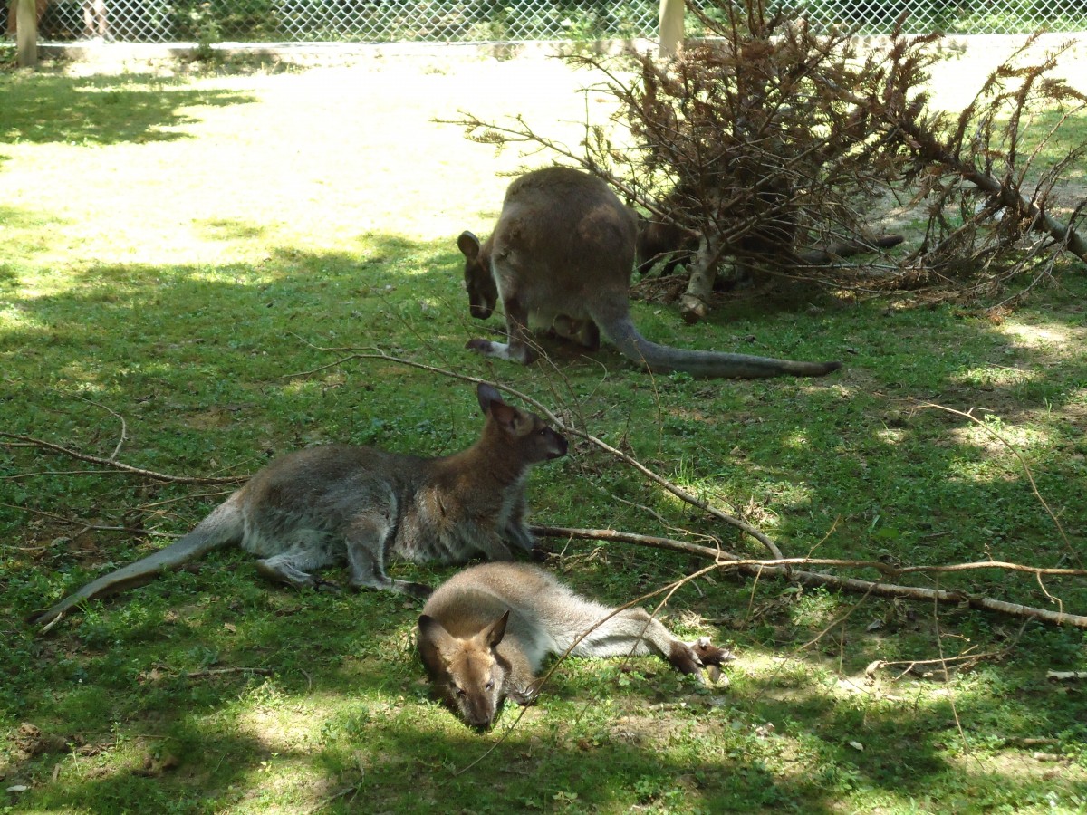 (145'764) - Knguruhs im ZOO von Servion am 16. Juli 2013