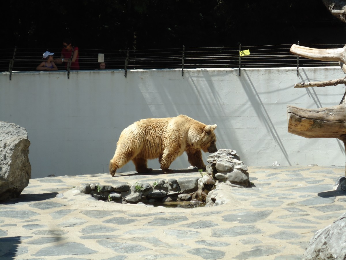 (145'769) - Syrischer Br im ZOO von Servion am 16. Juli 2013