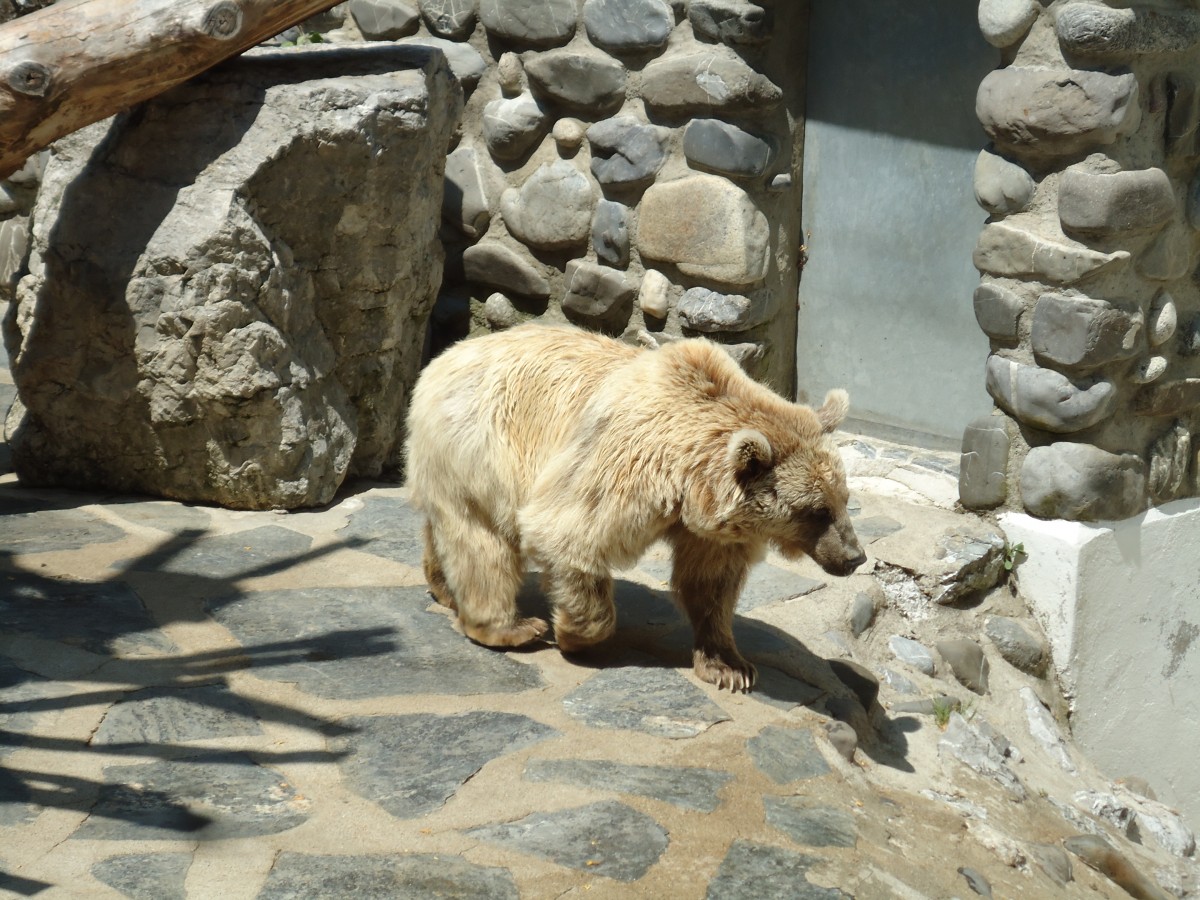 (145'770) - Syrischer Br im ZOO von Servion am 16. Juli 2013
