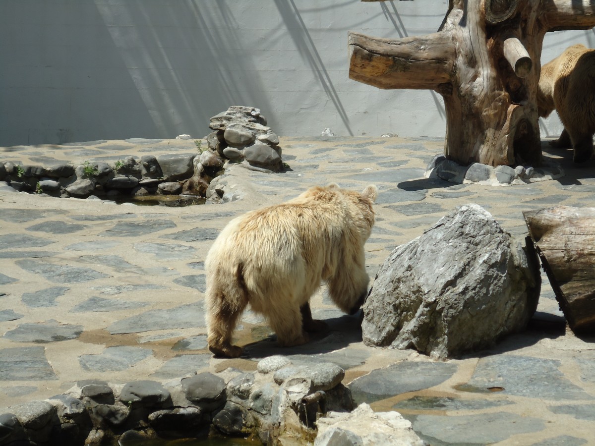 (145'771) - Syrischer Br im ZOO von Servion am 16. Juli 2013