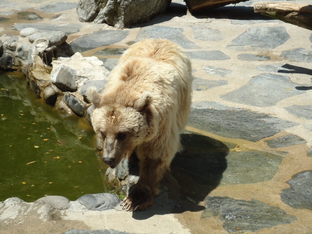 (145'772) - Syrischer Br im ZOO von Servion am 16. Juli 2013