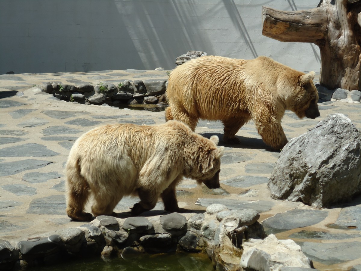 (145'773) - Syrische Bren im ZOO von Servion am 16. Juli 2013