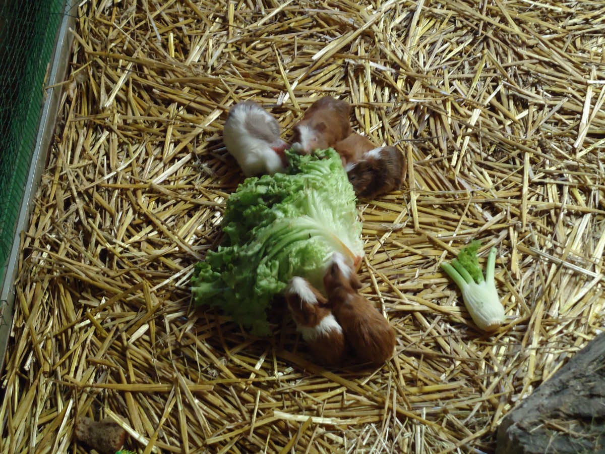 (145'782) - Ftterung der Meerschweinchen im ZOO von Servion am 16. Juli 2013