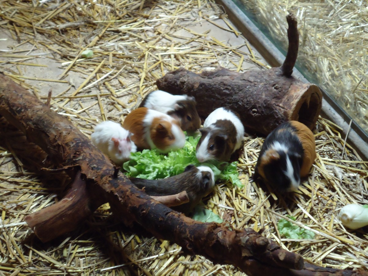 (145'783) - Ftterung der Meerschweinchen im ZOO von Servion am 16. Juli 2013