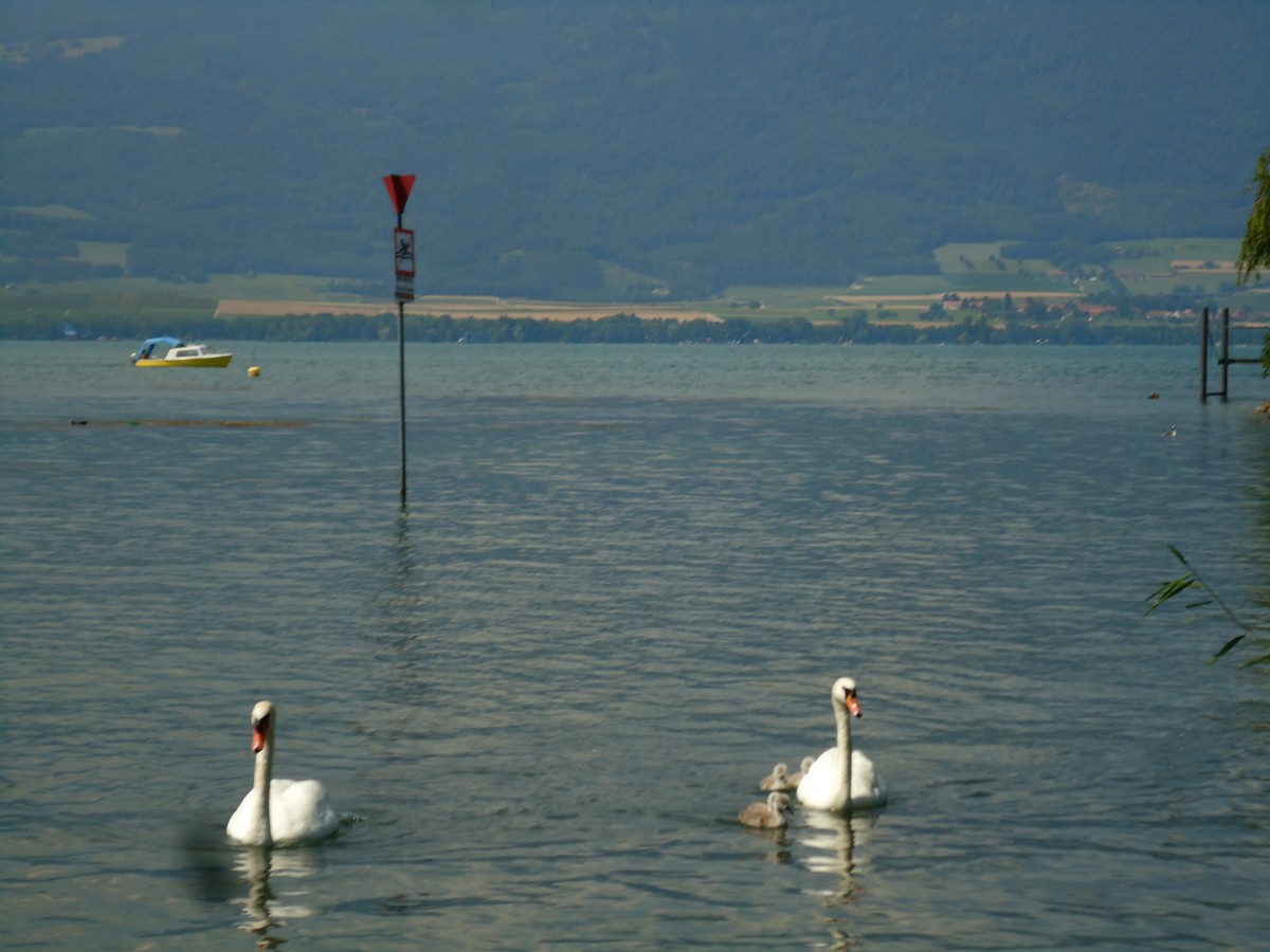 (146'043) - Zwei Schwne mit Jungen auf dem Neuenburgersee bei Yvonand am 22. Juli 2013