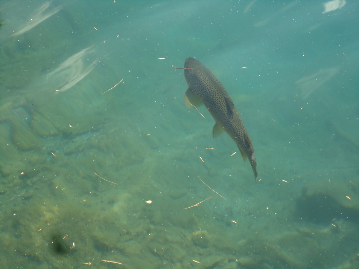 (146'221) - Forelle im Blausee am 4. August 2013
