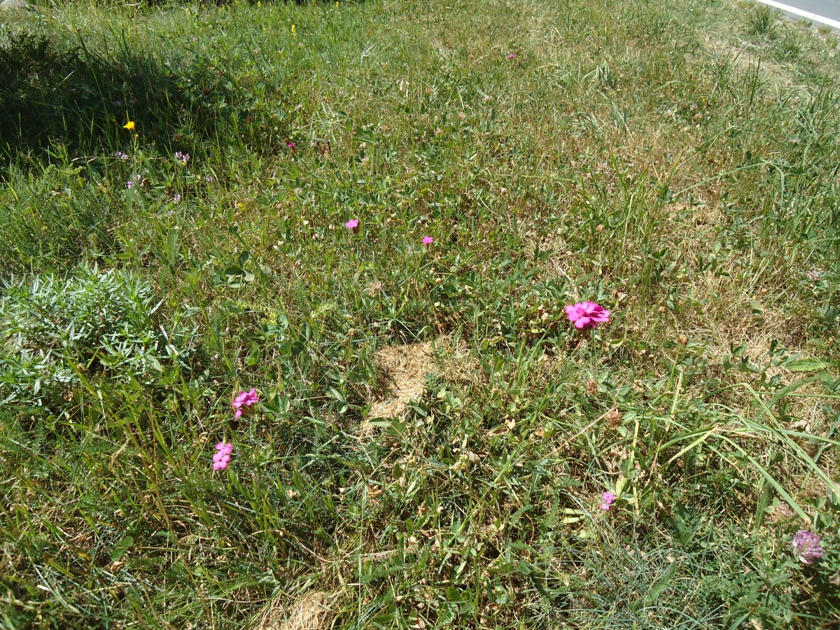 (146'253) - Blumen bei Blatten im Ltschental am 5. August 2013