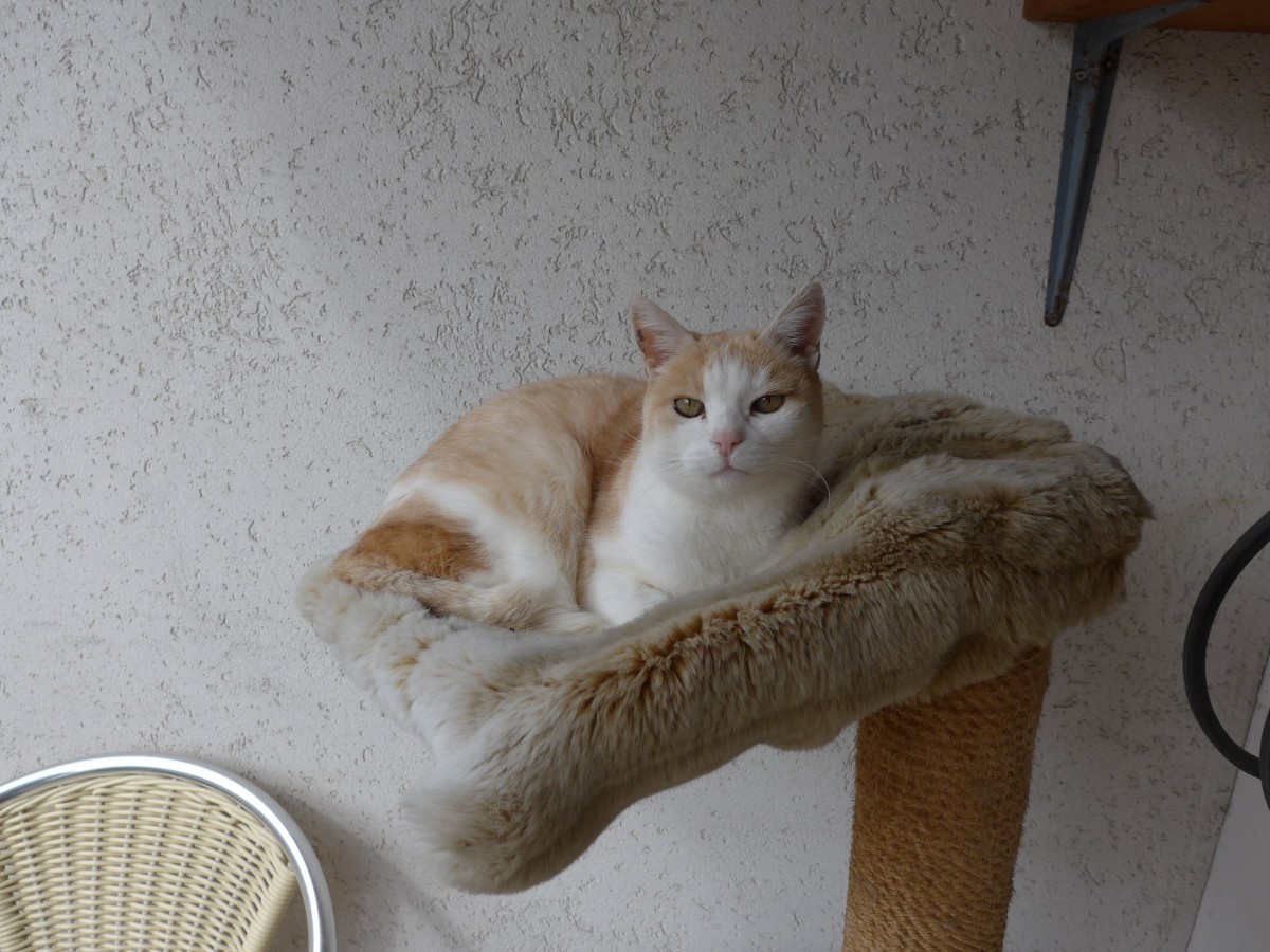 (149'344) - Katze Mamba alias Chlefeli am 15. Mrz 2014