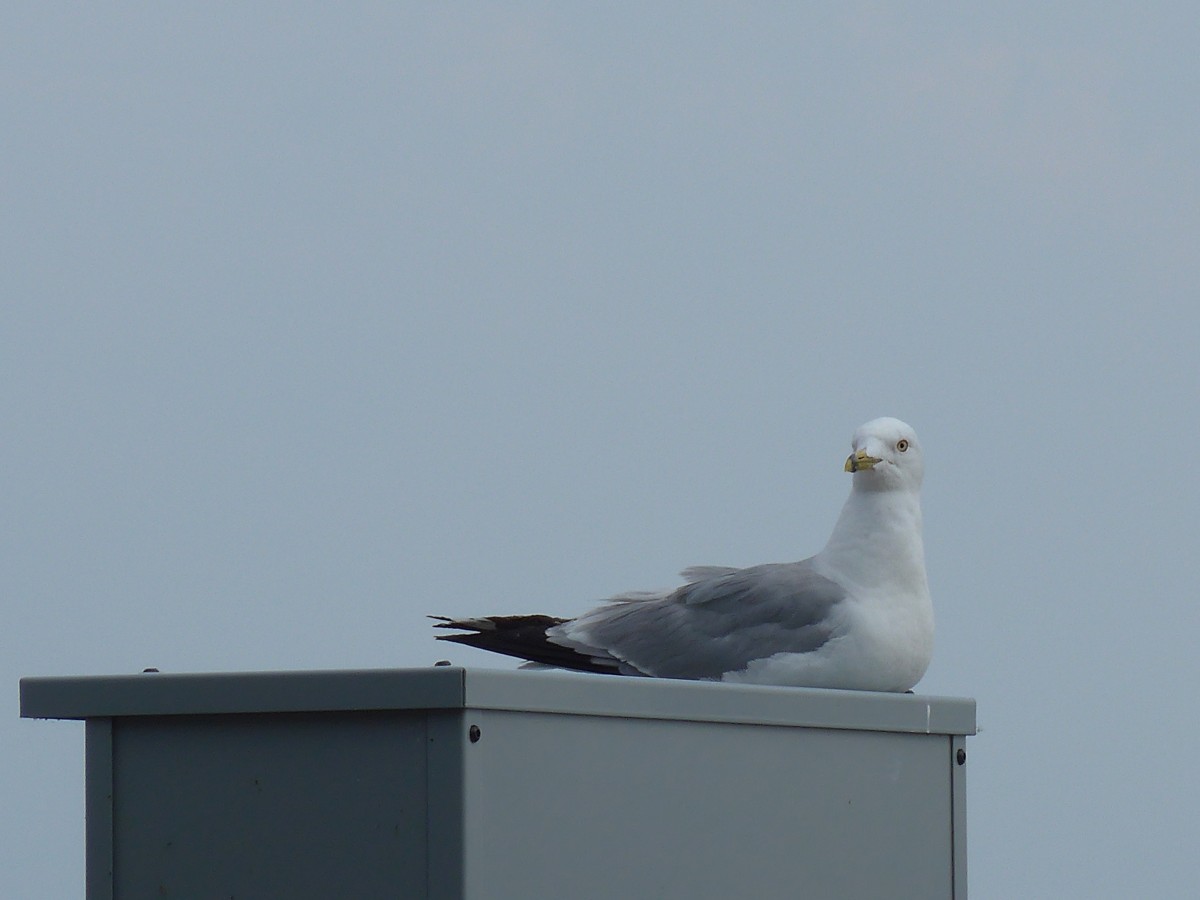 (152'759) - Eine Mwe am 14. Juli 2014 in Chicago, Navy Pier