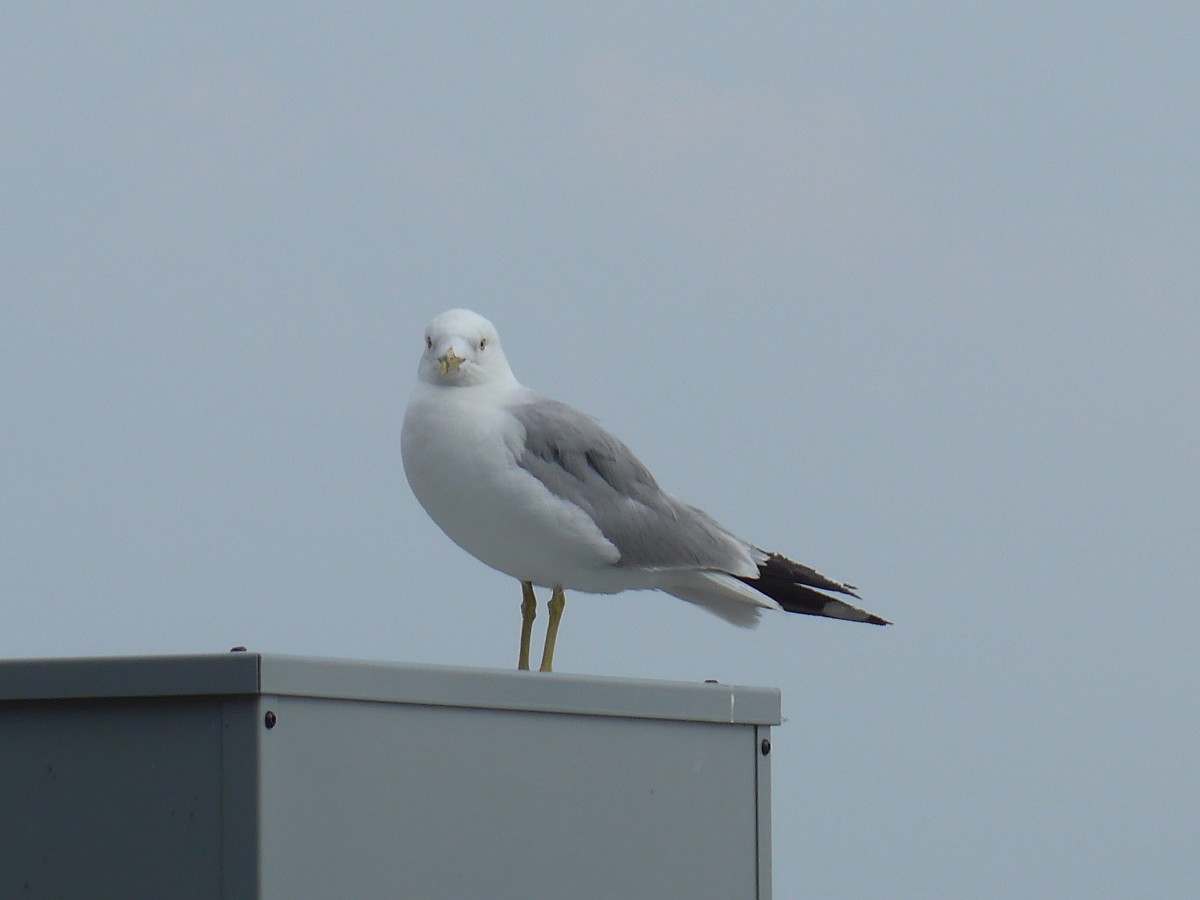 (152'760) - Eine Mwe am 14. Juli 2014 in Chicago, Navy Pier