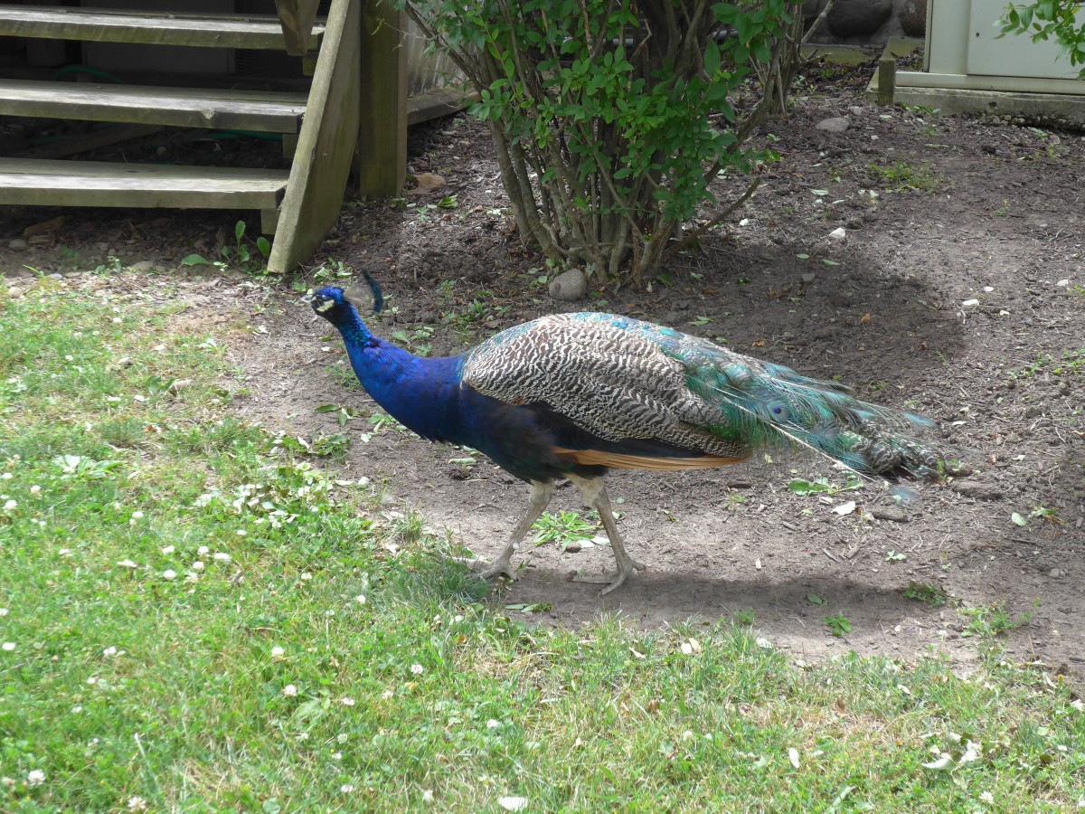 (152'964) - Ein Pfau am 16. Juli 2014 in Nappanee