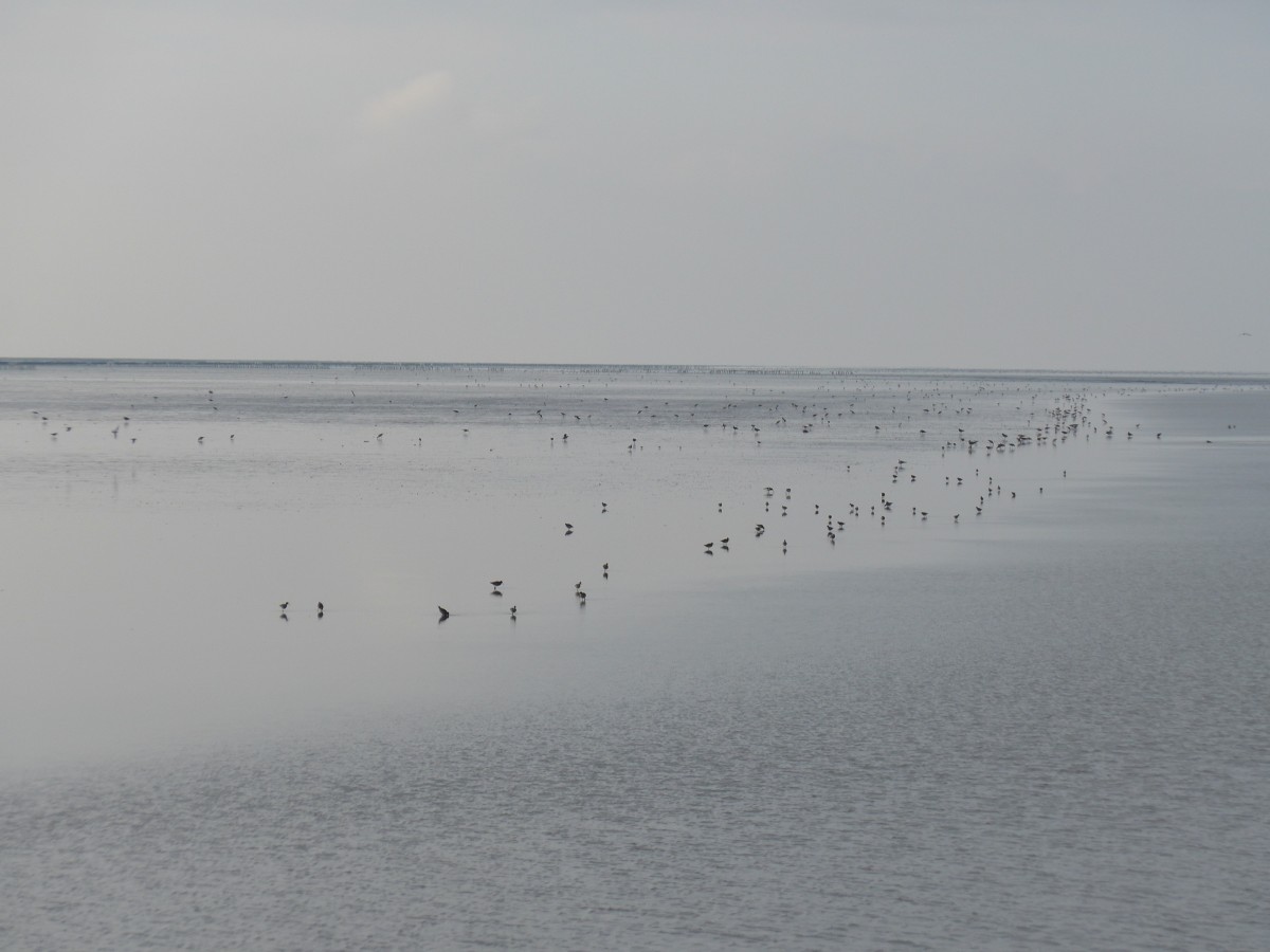 (156'803) - Vgel auf dem Wattenmeer am 19. November 2014