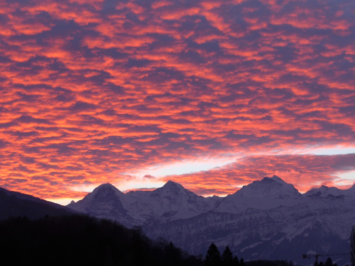 (157'724) - Morgenrot mit Eiger, Mnch und Jungfrau am 10. Dezember 2014 von Thun aus