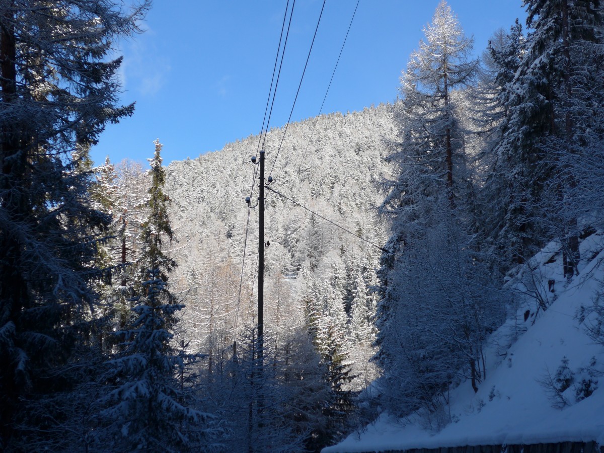 (158'788) - Verschneite Tannen am 15. Februar 2015 bei Grchen