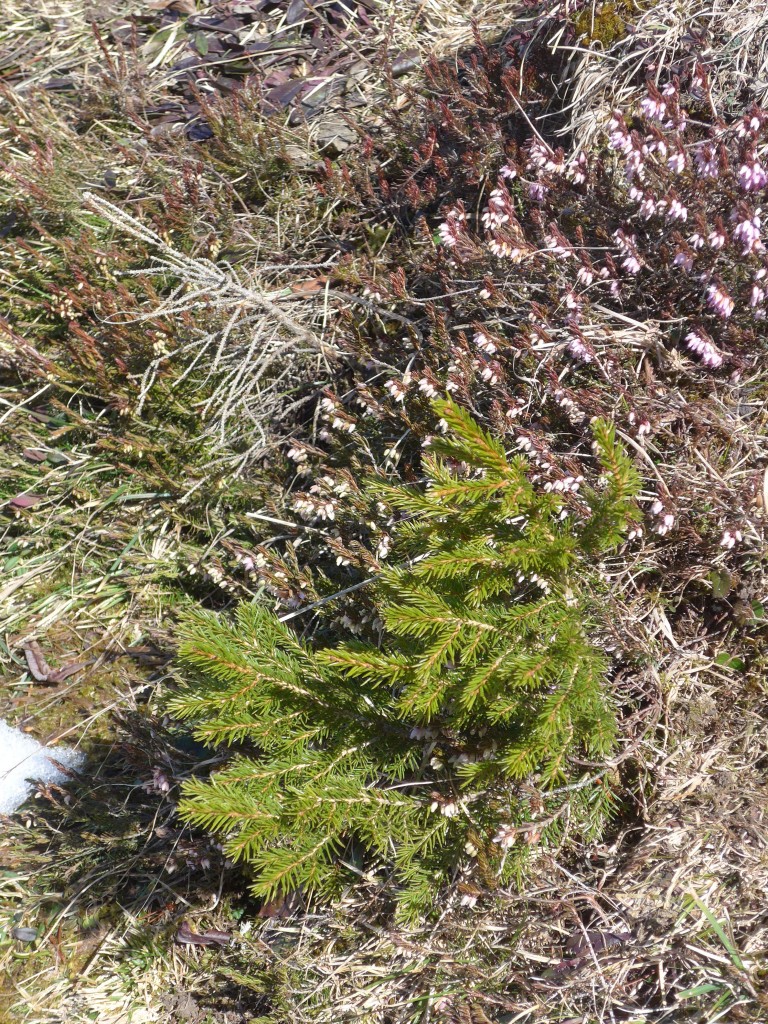 (159'918) - Erika + Rottnnchen am 12. April 2015 auf der Alp Laueli bei Adelboden