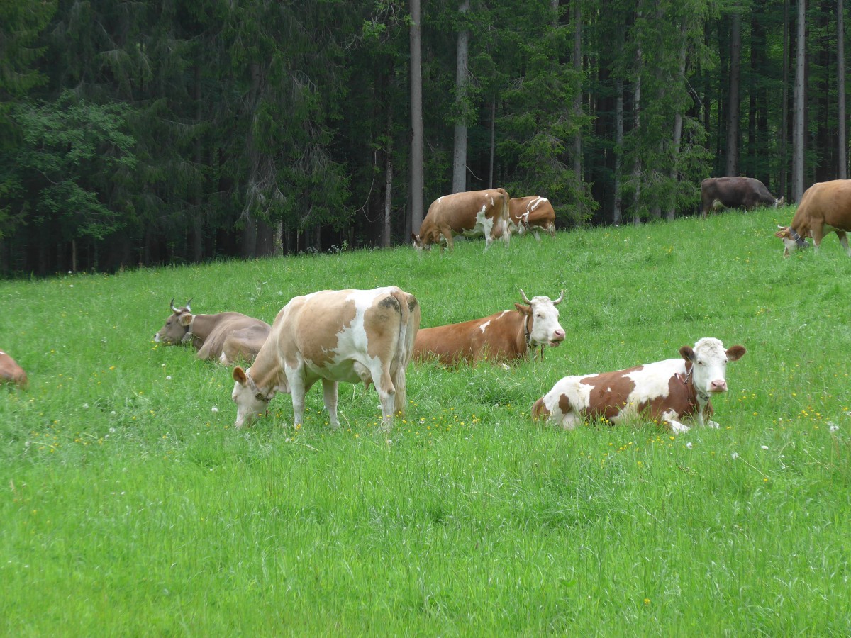 (160'959) - Khe auf einer Weide beim Kemmeriboden am 24. Mai 2015