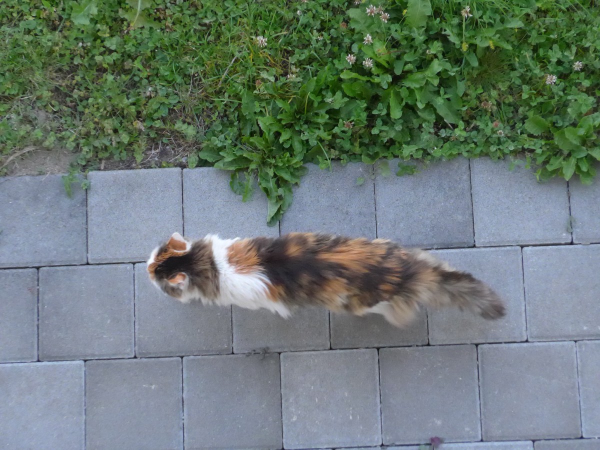 (161'707) - Katze Fortuna von oben am 2. Juni 2015