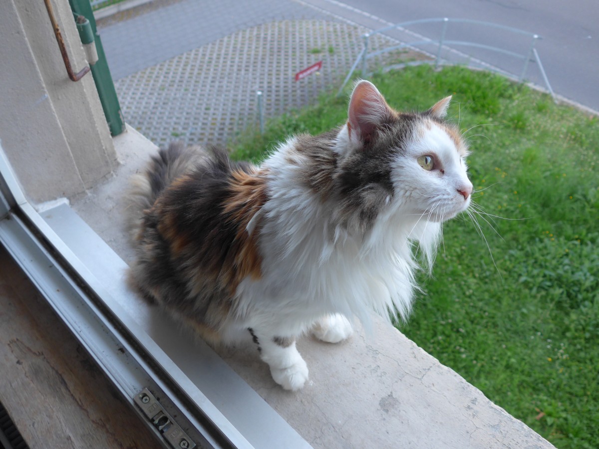 (161'710) - Katze Fortuna auf dem Fenstersims am 2. Juni 2015