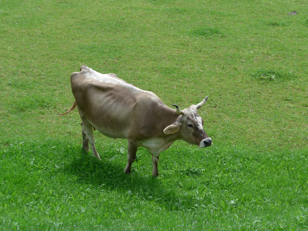 (163'221) - Eine Kuh in Urnsch am 2. August 2015