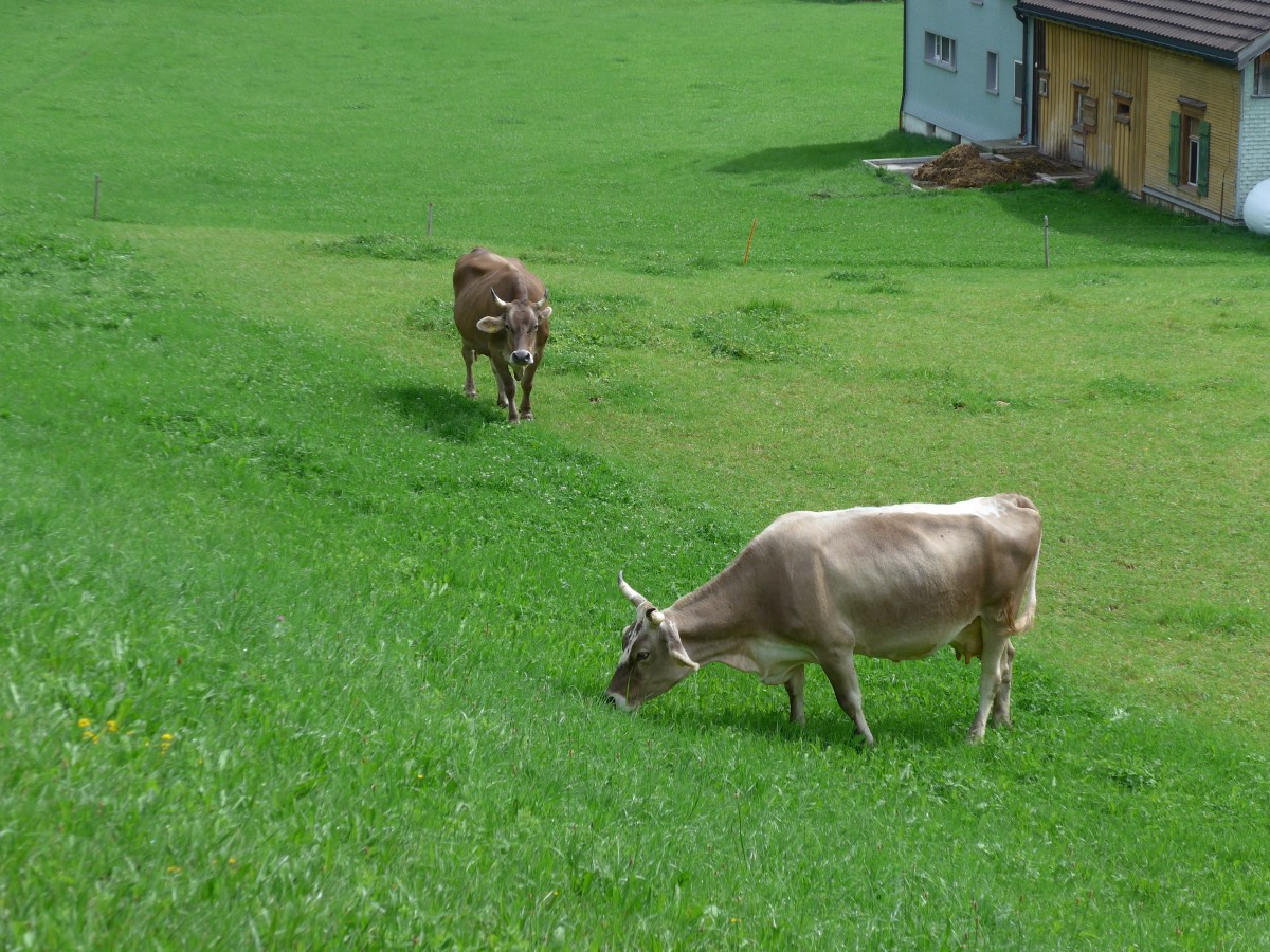 (163'222) - Zwei Khe in Urnsch am 2. August 2015